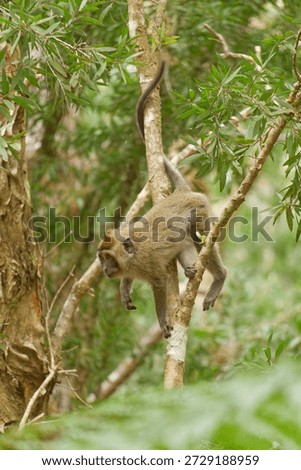 Long tailed Macaque in Mauritius