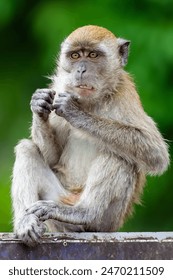 Long tailed Macaque monkey sitting on a sign at the Batu Caves, Kuala Lumpur, Malaysia