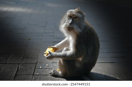 Long Tailed Macaque Monkey sitting in the middle of the street eating Corn - Powered by Shutterstock