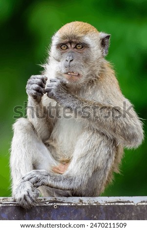 Long tailed Macaque monkey sitting on a sign at the Batu Caves, Kuala Lumpur, Malaysia