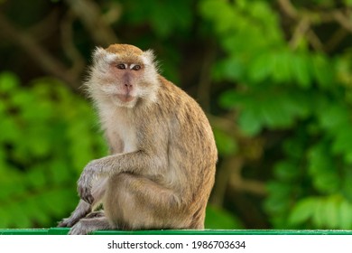 A Long Tailed Macaque On Coney Island, Singapore 