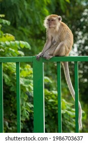 A Long Tailed Macaque On Coney Island, Singapore 