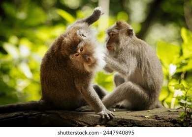 Long Tailed Macaques, Monkey Forest Sanctuary, Ubud, Bali, Indonesia, Southeast Asia, Asia