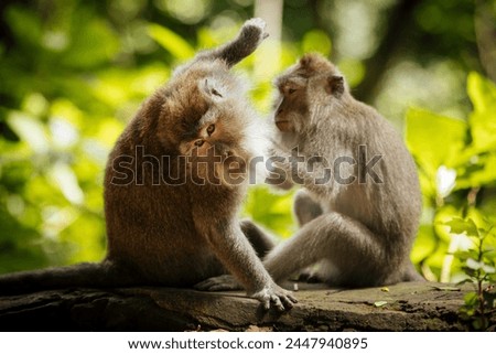 Long Tailed Macaques, Monkey Forest Sanctuary, Ubud, Bali, Indonesia, Southeast Asia, Asia