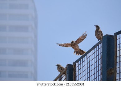 Long Tailed Mockingbird (Mimus Longicaudatus), Flying Over An Urban Fence.