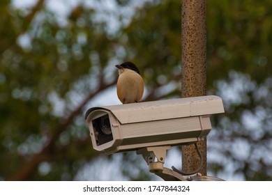 Long Tailed Shrike On A Cc Camera 