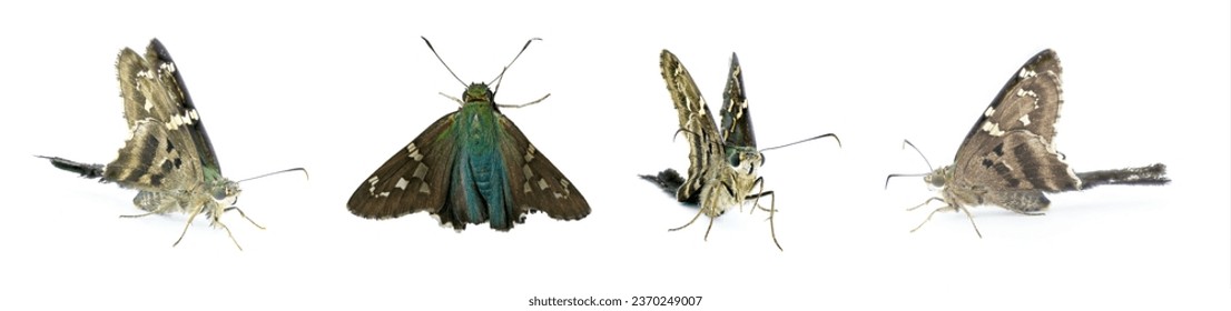 long tailed skipper or bean leafroller - Urbanus proteus - large butterfly grey, black with green blue thorax common in the south eastern United States. Four views isolated on white background