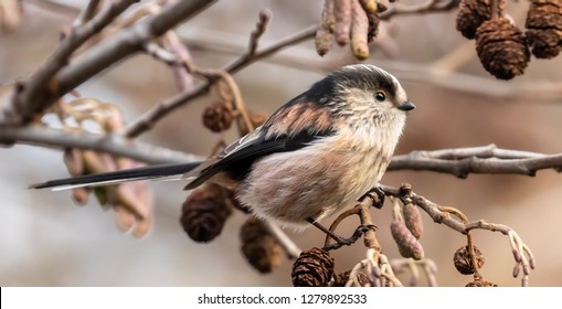 Long Tailed Tit