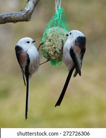  Long Tailed Tit