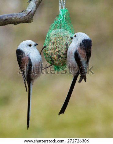  long tailed tit