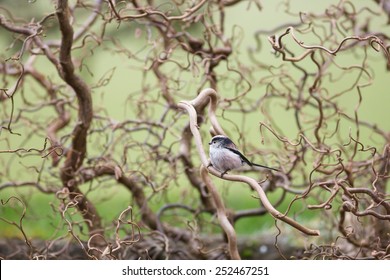 Long Tailed Tit In Corkscrew Hazel Tree