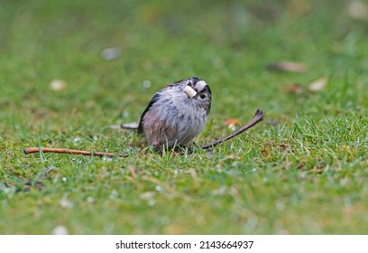 Long tailed tit on the grass eating a bit of fat
