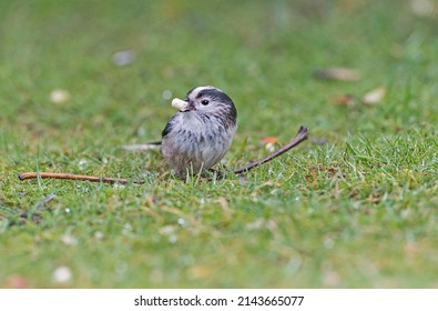 Long tailed tit on the grass eating a bit of fat