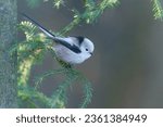 A long tailed tit sitting on the branch. A white titmouse with long tail in the nature habitat. Aegithalos caudatus                               