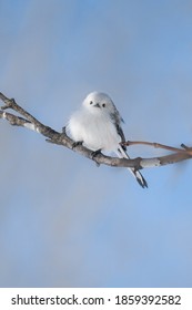 Long Tailed Tit In Winter