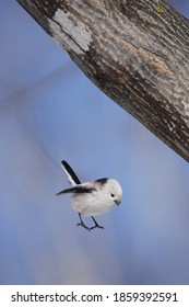 Long Tailed Tit In Winter