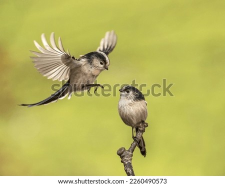 Long tailed tits interacting, one bird in flight, one perched. Beautifully lit with clean background.