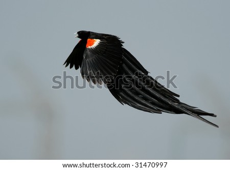long tailed widow