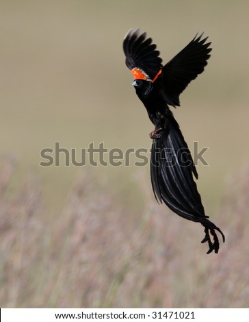 long tailed widow