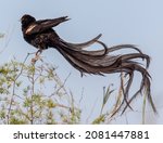 Long Tailed Widow Bird shaking out feathers