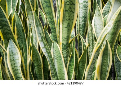 Long Tall Green Yellow Leaves Stock Photo 421190497 | Shutterstock