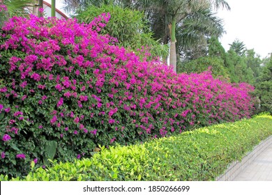 Long and tall hedge full of beautiful blooming purple bougainvillea flower, with short spindle tree shrubs in the front and some tropical plants on background in summer in Xiamen, China