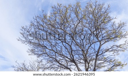 Long tangled branches of a large tree without leaves. View of tree branches and blue sky.