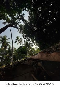 Long Thick Belt Of Coconut Trees Surrounded By Mango And Cheek Trees. Coconut Tree Between Mango Orchid.