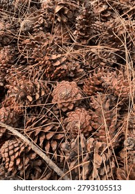 Long, thin, brown pine needles are scattered throughout the pile, crisscrossing over and between the cones