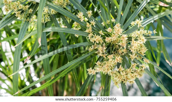 Long Thin Leaves Palm Tree Plant Stock Image Download Now