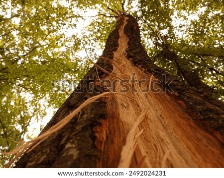 A long thin strip of tree bark torn off by a lightning discharge stretches along the trunk of the tree. A tree after a direct lightning strike. A visual example of how grounding works.