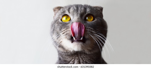 Long Tongue Of A Cat