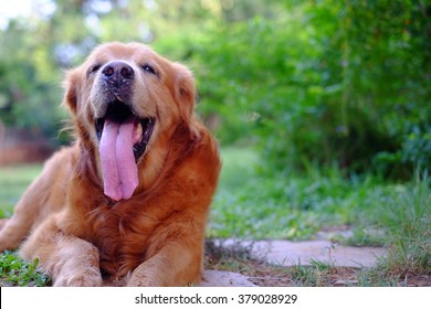 Long Tongue Dog