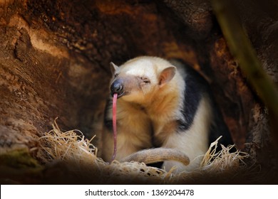 Long tongue. Southern Tamandua, Tamandua tetradactyla, wild anteater in the nature forest habitat, Brazil. Wildlife scene from tropic jungle forest. Anteater with long muzzle and big ear.