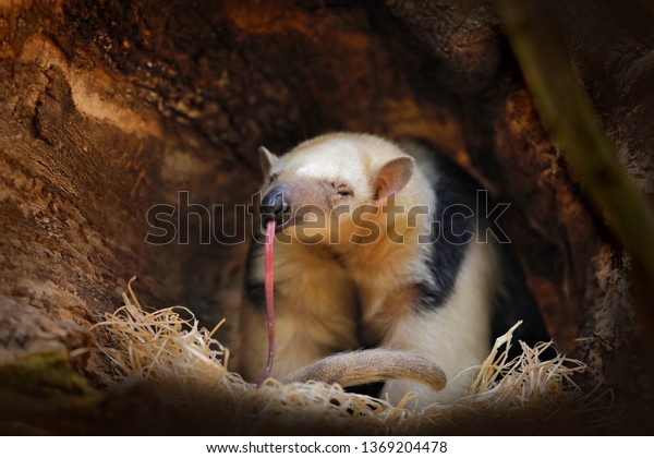 Long tongue. Southern Tamandua, Tamandua\
tetradactyla, wild anteater in the nature forest habitat, Brazil.\
Wildlife scene from tropic jungle forest. Anteater with long muzzle\
and big ear.