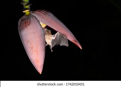 Long tongued bat feeding nectar from flower