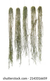 Long Trailing of String of Nickels, Dischidia nummularia, Indoor Hanging Plants for Home or Balcony, coin-shaped leaves and gorgeous silver variegation, isolated on white background.