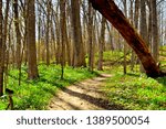 A long tree has fallen over the walkway in a Wisconsin Woods on an early evening with long shadows over the trail. 