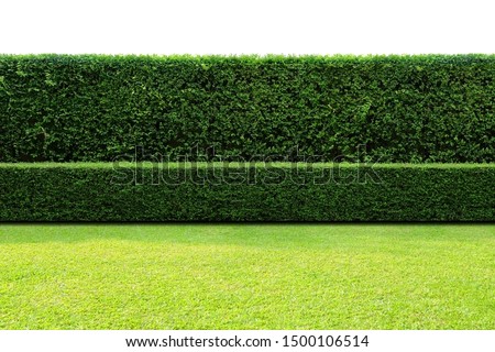 Long tree hedge, double layers 
(two steps); small and tall hedge with green grass lawn in foreground. Upper part isolated on white background.