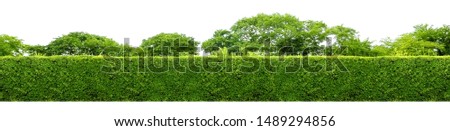Long tree hedge or fence trees in panoramic shot. Many big trees in the background. All of the upper part and lower part isolated on white background.