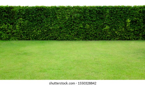 Long Tree Hedge And Green Grass Lawn. The Upper Part Isolated On White Background.