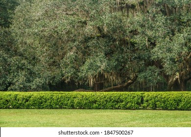 Long trim garden hedge between green lawn and large spreading tree with Spanish moss (binomial name: Tillandsia usneoides) on a sunny afternoon in a state park in northern Florida