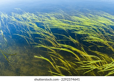 Long underwater plants in a pond below the surface of the water.