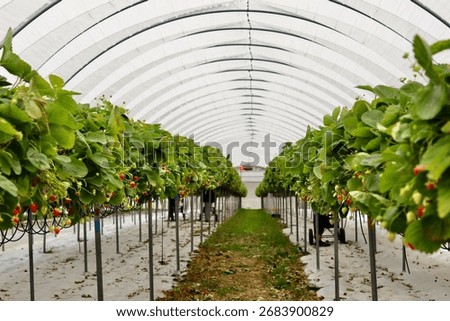 A long view down a central aisle of a polytunnel greenhouse, showing neat rows of strawberry plants under a white arched roof, symbolizing modern farming. High quality photo