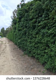 Long Wall Of Leaves Stretching Down A Wide Urban Trail In Fullerton, CA.