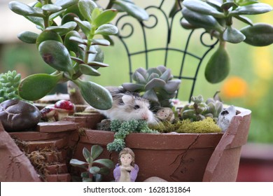 Long Whiskered Gerbil Munching On A Sedum Plant In A Succulent Container Garden With Two Miniature Fairies, Reindeer Moss And A Fossil.