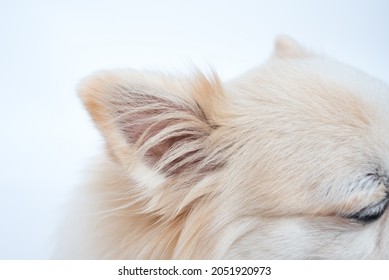 Long White Haired Chihuahua Dog's Ear.