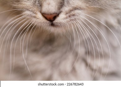 Long white whiskers and nose of a gray cat.