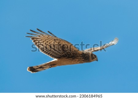 Similar – Awesome bird of prey in flight