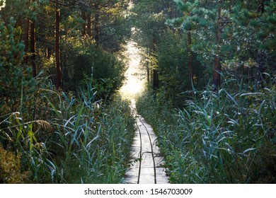 Long Wooden Boardwalk Through Forest In Estonia